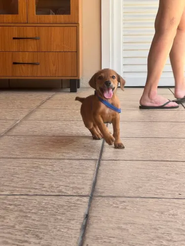 Filhote para adoção / doação