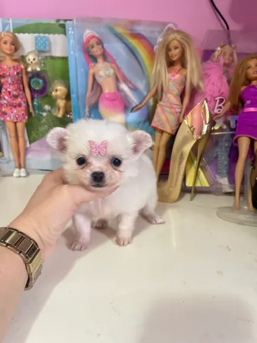 CHIHUAHUA PELO LONGO BONEQUINHA DE PELO