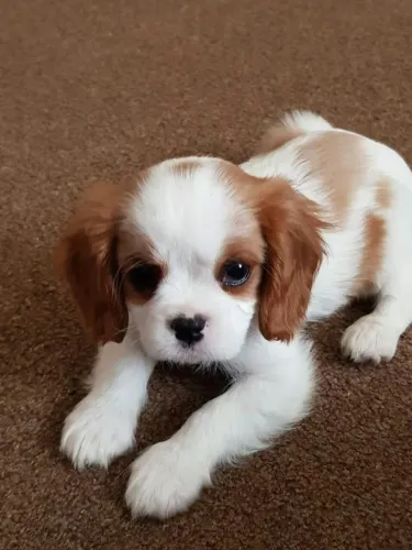 Cavalier king amor em cada olhar