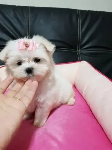 Maltês O companheiro perfeito para curtir o mês de junho