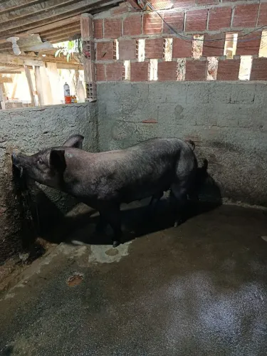 Vendo porcos