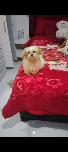Shitzu macho 