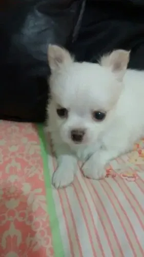 Chihuahua pelo longo Branquinhos