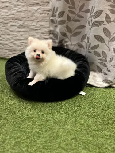 Lulu da Pomerânia adorável 