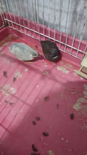 Casal de Codorna Chinesa