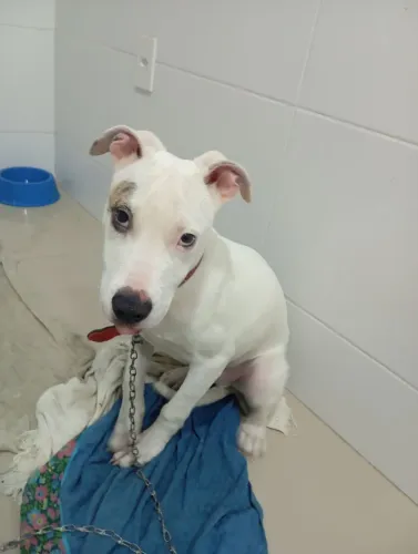 Vendes filhote de Pitbull 6 meses 