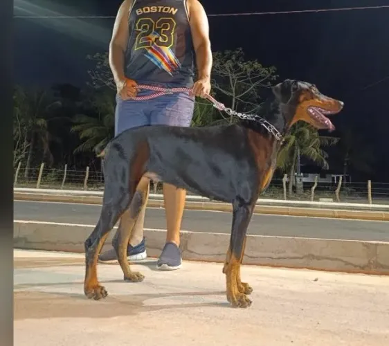 Filhotes de Dobermann disponível 
