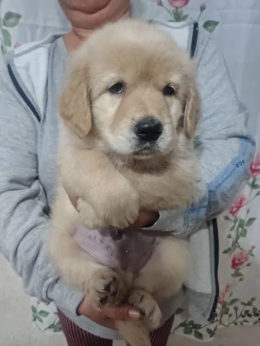 Golden Retriever 