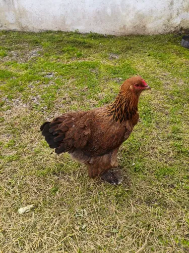 Vendo galinhas Brahma...