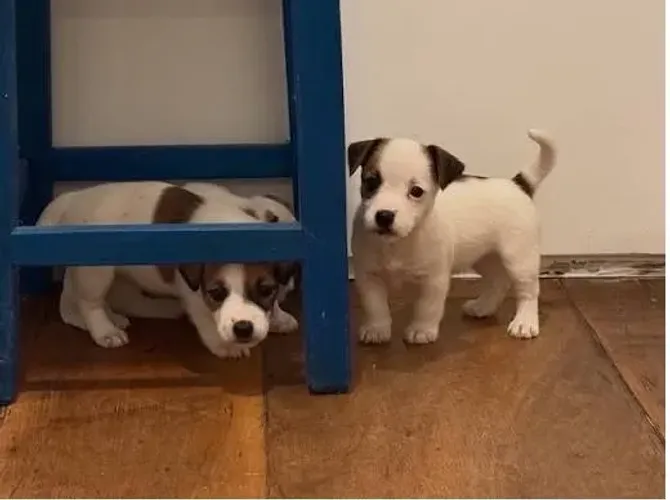 lindos filhotes para toda a familia