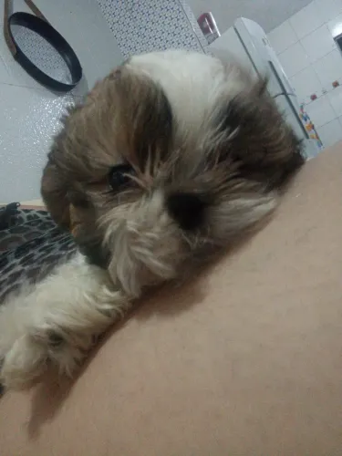 Cachorro Shitzu