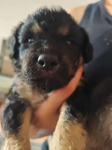 Vende -se filhote de rottweiler