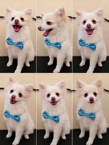 Lulu da pomerania macho