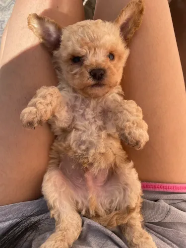 filhote de poodle toy