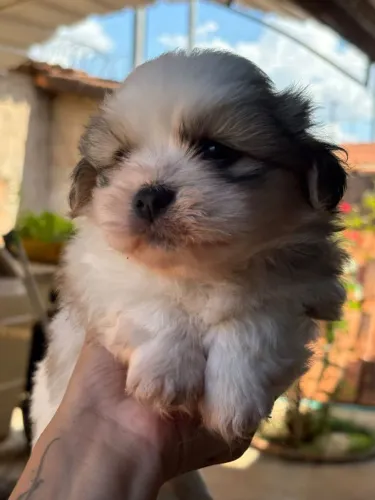 Filhotes Shih Tzu macho e fêmea