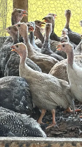 Galinha d angola azul royal 