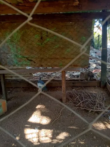 Vende-se galinha da Angola