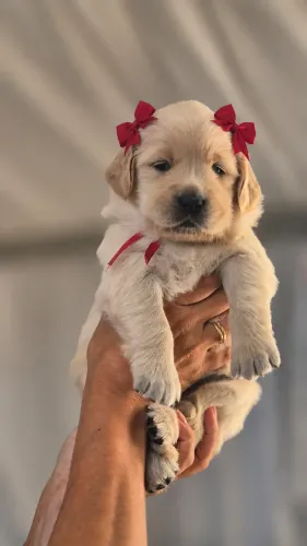 GoldenRetrivier No BOLETO