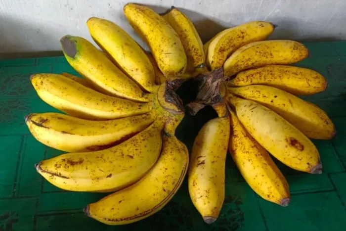 Mudas de Banana nanica, prata, pão, ouro, Musa velutina 