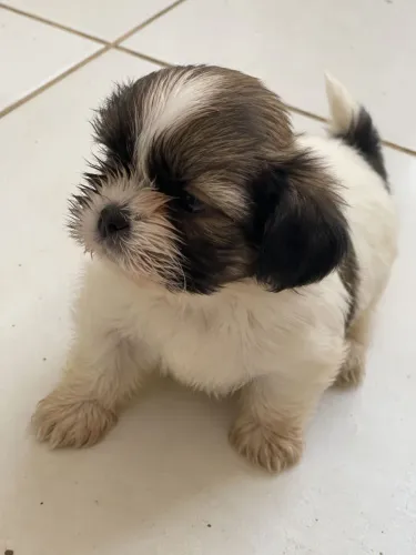 Shih tzu fêmea micro  1.500,00
