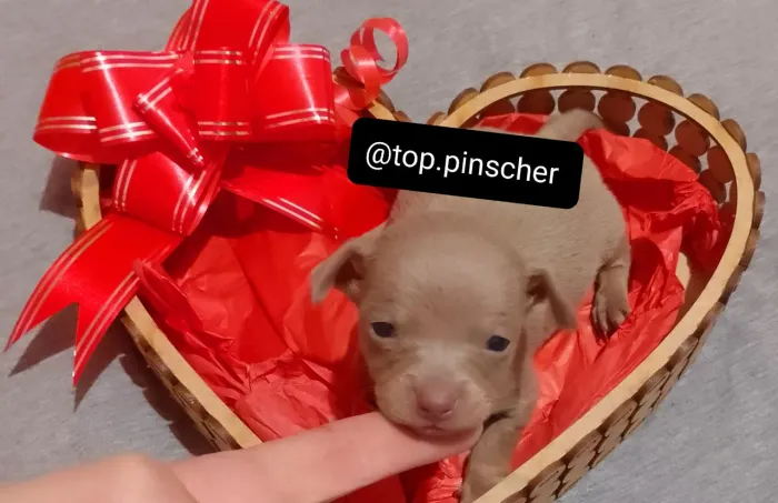 Pinscher