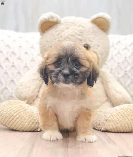 Um abraço peludo que melhora o dia ?