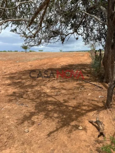 Fazenda para arrendamento para plantação de milho com 260 tarefas em Jeremoabo