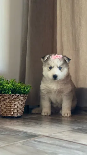 Disponível Husky siberiano Fêmea