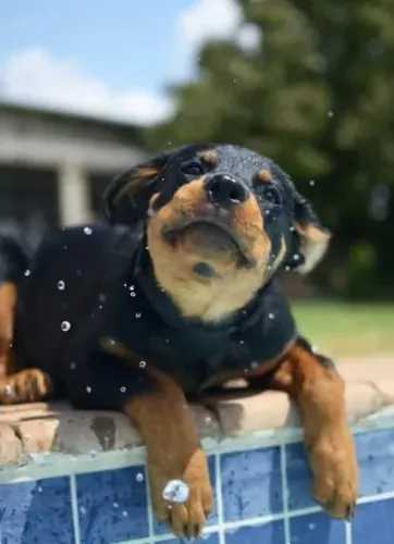 Rottweiler Um doguinho cheio de carinho pronto para fazer parte da sua vida