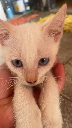 DOAÇÃO DE GATINHAS 