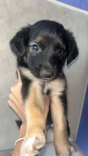 cachorrinha para adoção