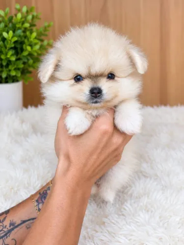 Lulu da Pomerânia