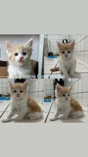 Maine Coon Filhotes - Gatil BSB Cat