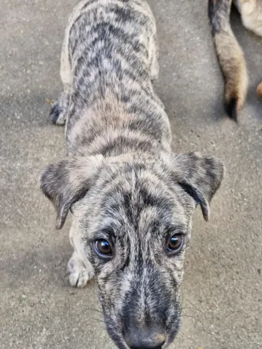 Cachorro ? filhotão para adoção!