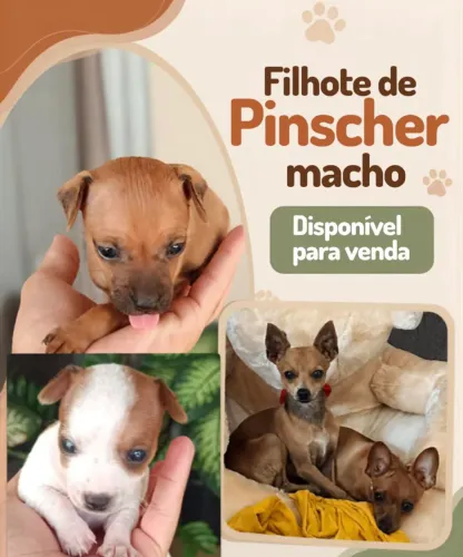 Pinscher