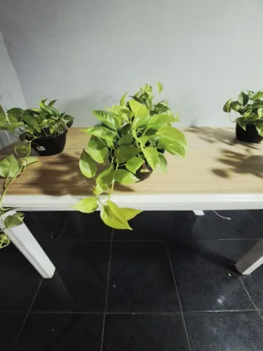 Plantas ornamentais  jiboia 