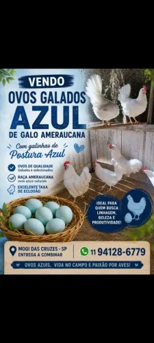 Vendo ovos galados de galos ameraucana com galinhas postura azul