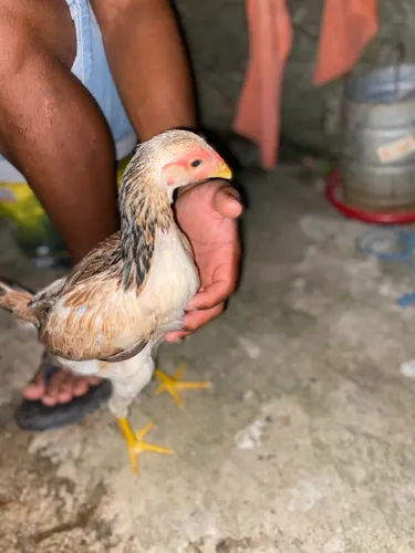 2 casal de frango