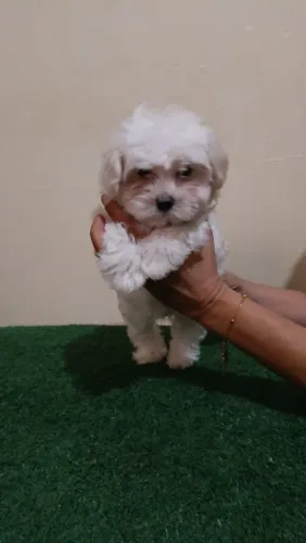 Maltês macho 