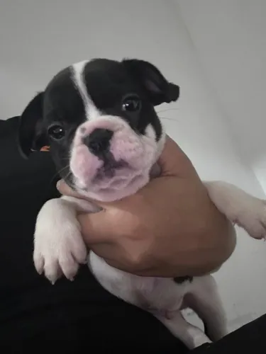 Vendo filhotes de bulldog francês. 1 mês de vida ja estão todos vacinados.