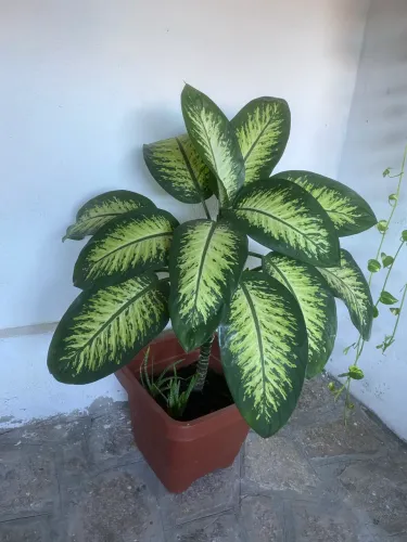 Plantas com vasos (a partir de 60,00)