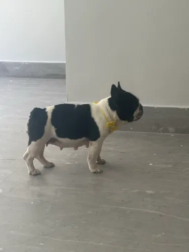 Buldogue francês