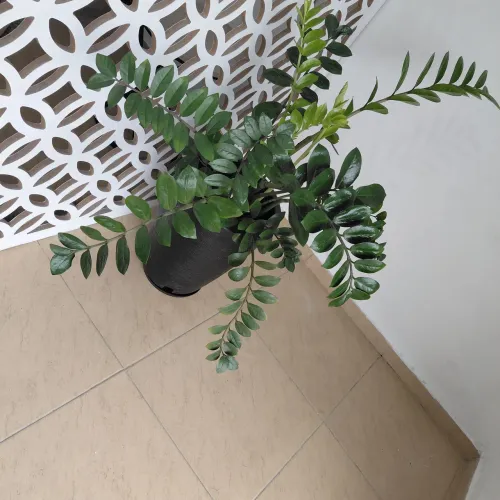 Vendo Zamiocuca com vaso 18cm de altura