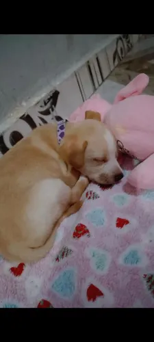 Doação de Pet