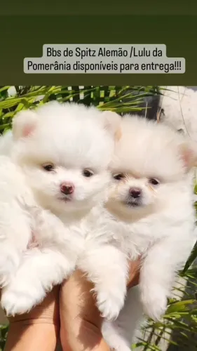 Spitz Alemão Anão/Lulu da Pomerânia! Lindos bbs disponíveis!
