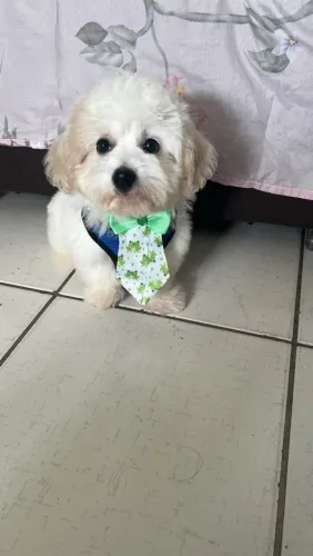 Cachorro