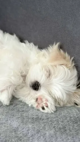 Filhote maltês, Seu novo melhor amigo está pronto para te encher de carinho!