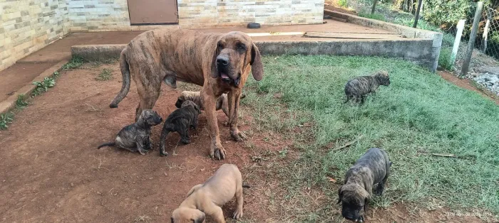 Filhotes de Fila Brasileiro