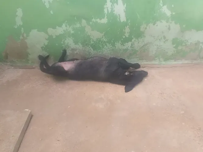 Cachorro fêmea