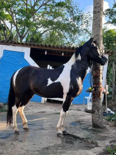 Cavalo mangalarga pampa de preto